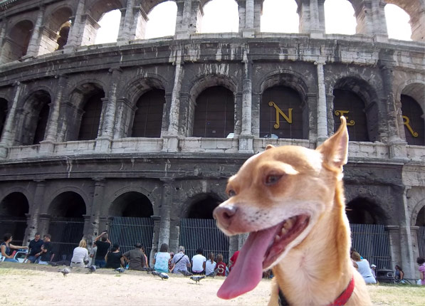 Các thành phố thân thiện với chó nhất trên thế giới