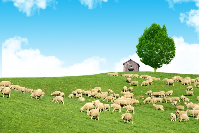 Đến Hàn Quốc nhớ ghé trang trại cừu đẹp như phim
