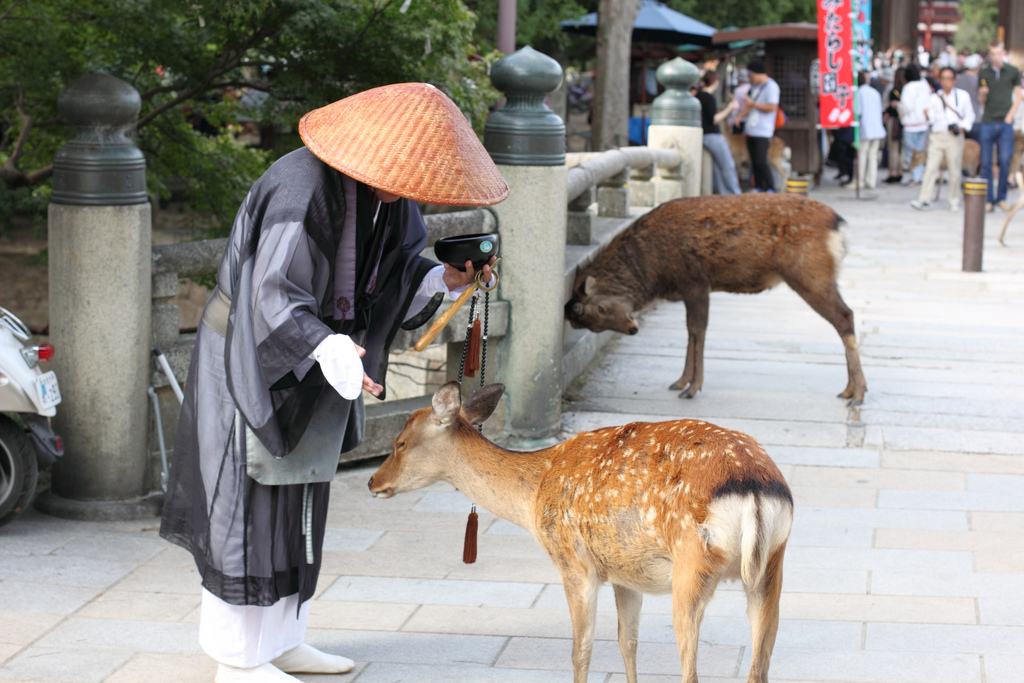 Hươu nai ở Nara