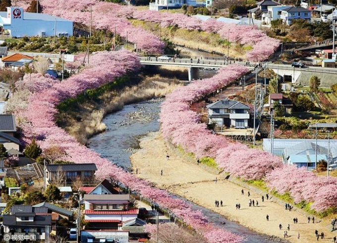 Nơi đón mùa hoa anh đào sớm nhất tại Nhật Bản