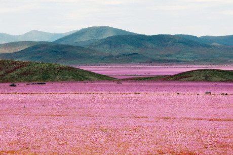Sa mạc Atacama hồi sinh ở Chile