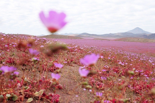 sa mạc Atacama