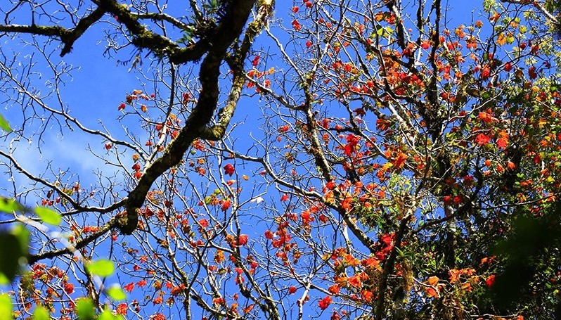 lá phong, rừng phong Đà Lạt, vườn quốc gia Bidoup